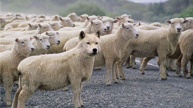 Who allows wolves in sheep’s clothing